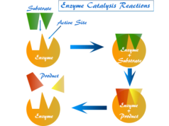 Colloidal nature of enzymes, definition, specific examples and characteristics of enzyme catalysis reactions, the kinetics of enzymolysis reaction
