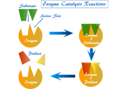Colloidal nature of enzymes, definition, specific examples and characteristics of enzyme catalysis reactions, the kinetics of enzymolysis reaction
