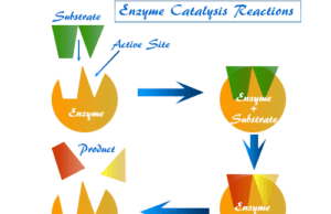 Colloidal nature of enzymes, definition, specific examples and characteristics of enzyme catalysis reactions, the kinetics of enzymolysis reaction
