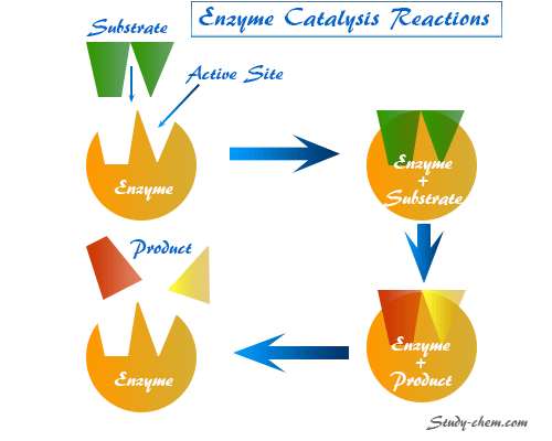 Colloidal nature of enzymes, definition, specific examples and characteristics of enzyme catalysis reactions, the kinetics of enzymolysis reaction